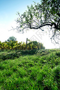 匈牙利布达佩斯巴拉顿湖周围的葡萄园图片