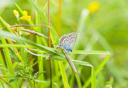 在长草着陆的蓝色蝴蝶图片