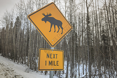美国阿拉斯加Fairbanks附近的驼鹿交叉标志图片