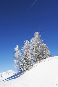 雪山上的树木被雪覆盖着图片