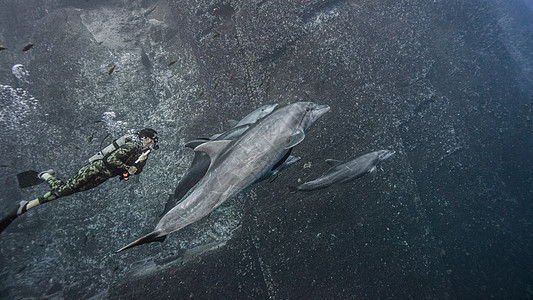 潜水员和两条海豚图片