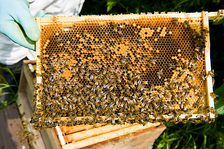 检查蜜蜂巢的管理员图片
