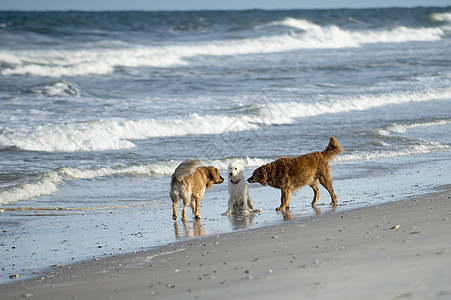 在海滩上和三只金色猎犬图片