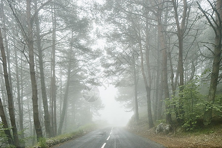 迷雾中的森林公路图片
