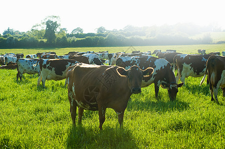 日光中在草原的奶牛群图片