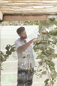 男人修建打理植物图片