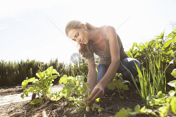 女人在农田里种植物图片