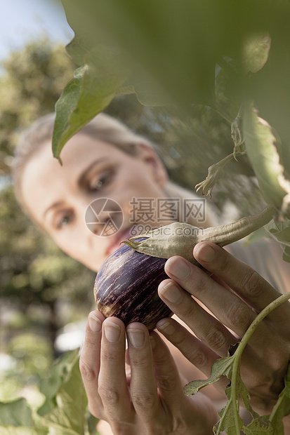 女人检查在花园种植的蔬菜果实图片