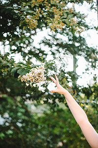 女人的手臂伸向树上花朵图片