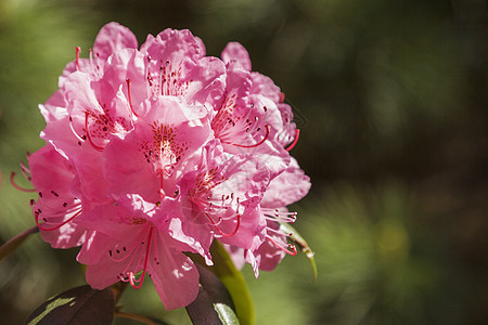 粉红色杜鹃花阿扎利亚花在春天图片