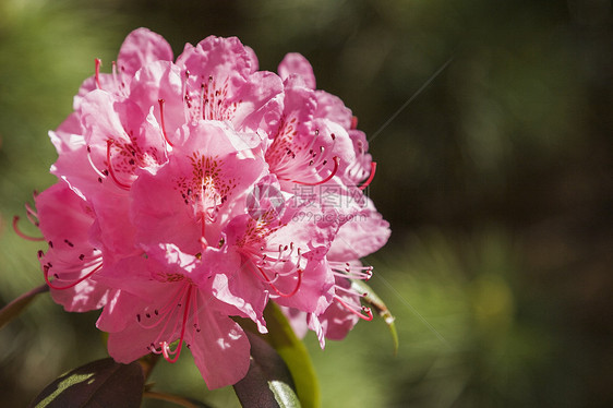 粉红色杜鹃花阿扎利亚花在春天图片