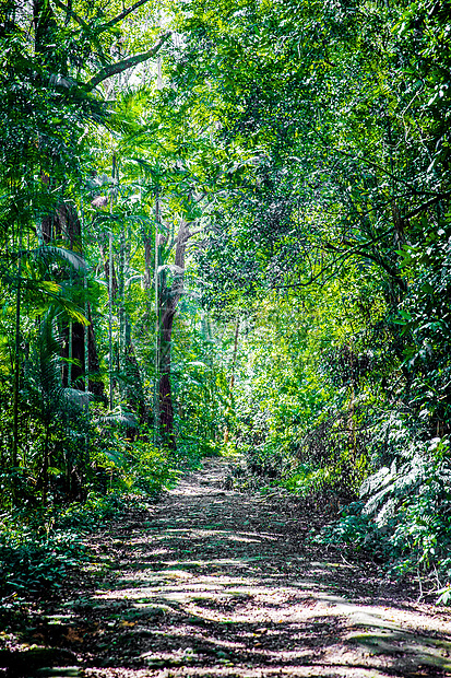 巴里约热内卢森林图片