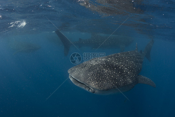 大型鲸鱼鲨Rhincodonsybus在海面喂养鱼卵墨西哥妇女岛图片