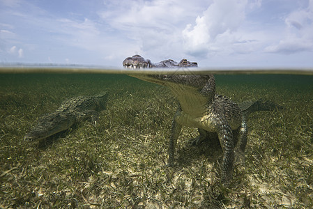 墨西哥钦索罗班克斯海面美洲鳄Crocodylusacucuutus图片
