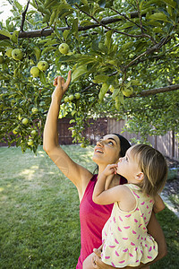 在花园里的母亲和女儿看着树上的苹果图片