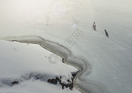 冻湖上的企鹅图片
