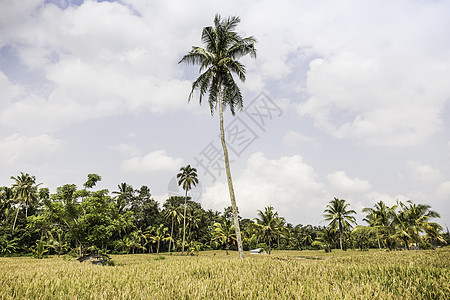 印度尼西亚巴厘乌布德棕榈树高的田地景观图片