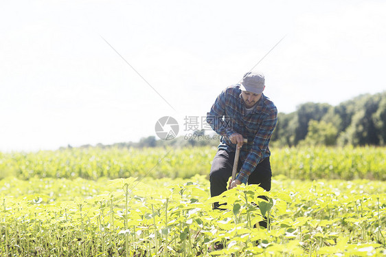 农民挖掘植物图片