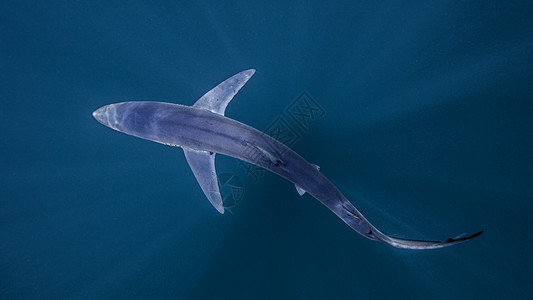 鲨鱼游泳图片