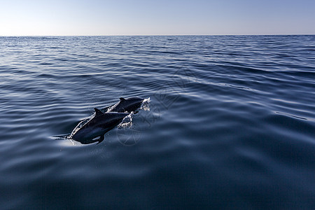 海中的海洋生物图片