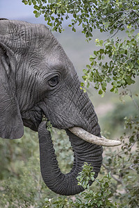 野生非洲大象吃树叶图片