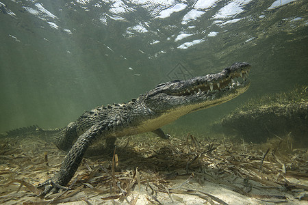 美国鳄鱼墨西哥浅滩背景图片
