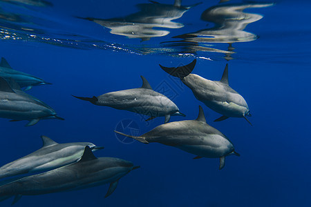一群海豚图片