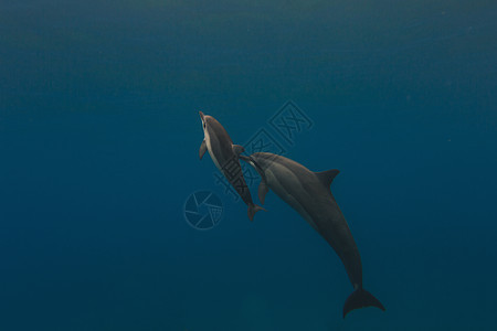 两条海豚图片