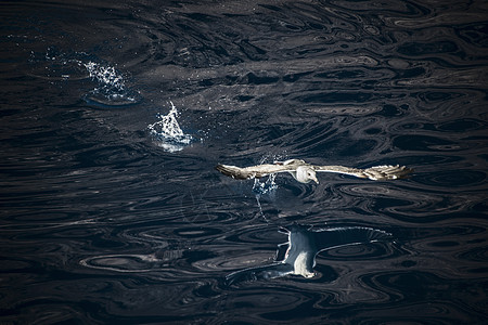 墨西哥瓜达卢佩岛从海上起飞的鸥图片
