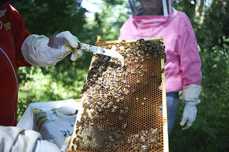 养蜂人用刀刮蜂巢图片