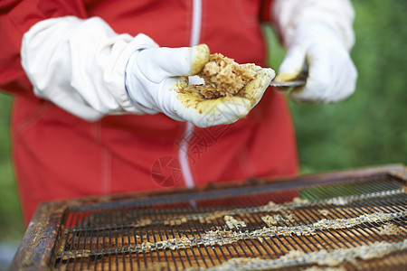 养蜂员从巢里取蜜图片