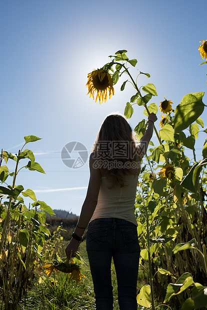 年轻女子在有机农场的田地上摸着高高的向日葵图片