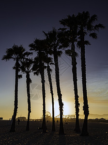 美国加利福尼亚州棕榈树图片