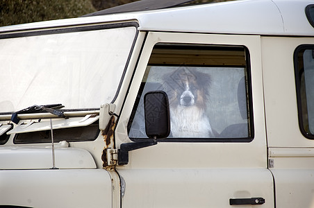 狗坐在白色面包车里向窗外看图片