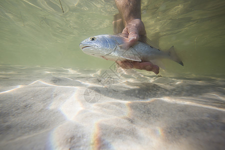 美国佛罗里达州沃尔顿堡海滩一名男子抓着小鱼的手图片