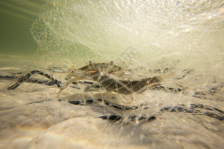 被渔网捕捉的螃蟹图片
