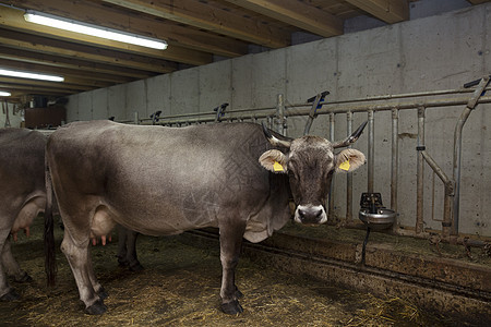 奥地利提罗尔州萨特贝加姆市棚屋奶牛的肖像图片