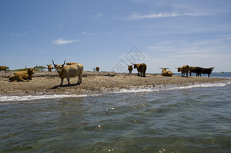 美国马萨诸塞州伊丽莎白群岛海岸线高地牛群图片