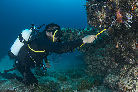 不同生物从当地珊瑚礁收集入侵狮子鱼图片