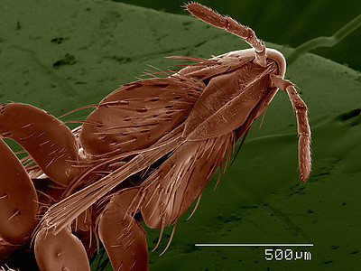 土拨鼠跳蚤口袋PhthirapteraLinognathoidesMarmotae聚石板球图片