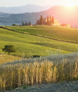 意大利托斯卡纳省锡耶ValdOrcia小麦田图片