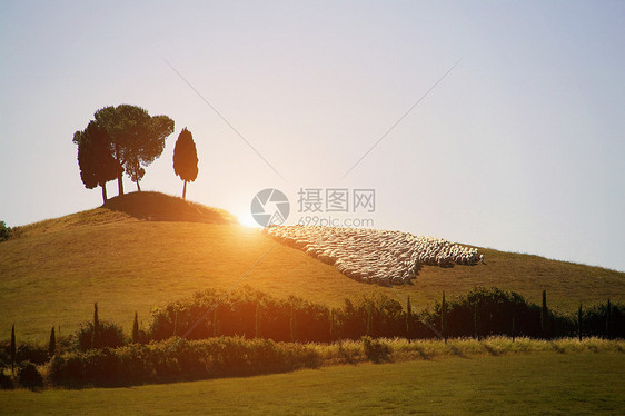 意大利托斯卡纳锡耶纳瓦尔多尔西亚郁郁葱葱的草地上的羊群图片