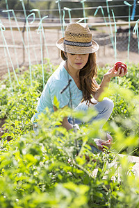 经营有机农场番茄种植的年轻女园丁图片