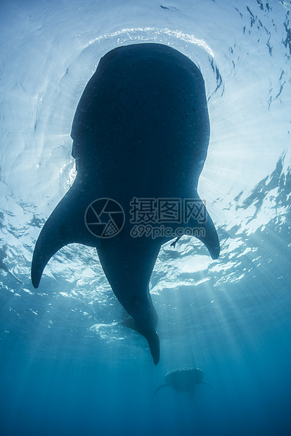 鲸鲨rhyncodonsypus在水面喂养的海底观察墨西哥妇女岛图片
