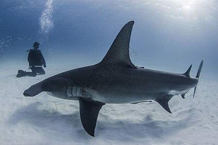 与大锤头鲨鱼和水下风景背景图片