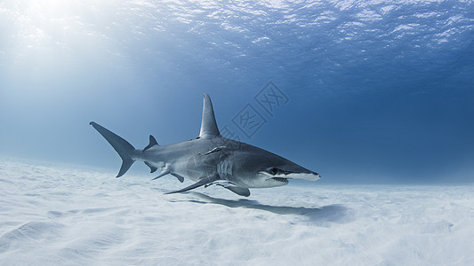 大锤头鲨鱼水下风景图片