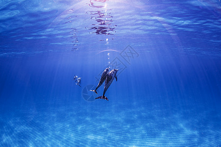 大西洋斑海豚水下风景图片