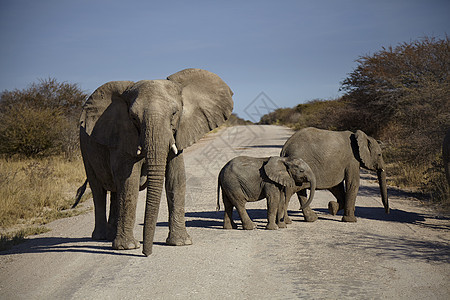 非洲草原上成群的大象图片