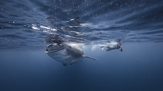 潜水员与鲸鲨一起游泳图片