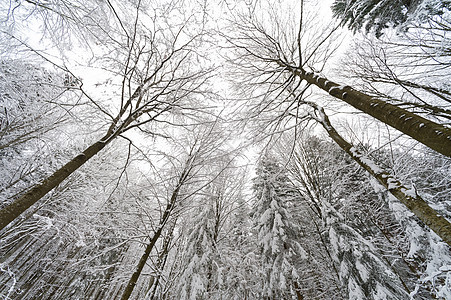 积雪覆盖的树木仰视图图片
